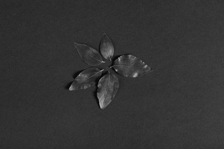 Leaves of black color lined around in the shape of a flower, on a black background. Flat lay. Copy advertising space. Still lifeの写真素材