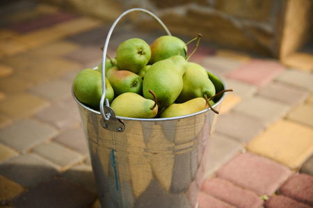 Close-up. Still life composition with freshly harvested ripe pears in metallic galvanized bucket. Organic farming. Harvesting fruits in ecologically friendy orchardの写真素材