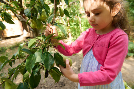 Lovely Caucasian little child girl in pink knitted bolero and summer blue dress, picking ripe pears, hanging on a tree branch in the garden on warm sunny early autumn day. Autumn seasonal harvest timeの写真素材