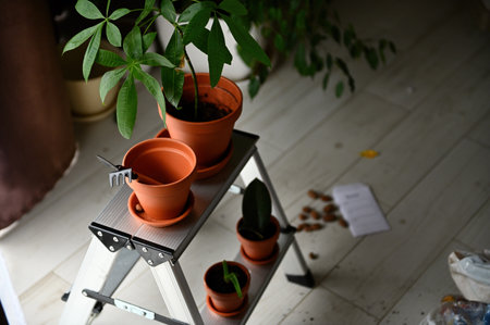 View from above of clay pots with seedlings and gardening tools in the home veranda. Floriculture. Horticulture. Gardening. Hobby and leisuresの写真素材