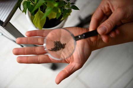 View through the magnifying glass of a loupe to the seeds, in the hands of a female gardener examining seeds before sowing in the earth. Planting domestic houseplants. Horticulture. Floricultureの写真素材