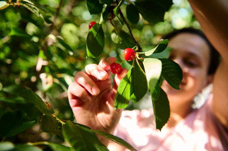 Selective focus on the hand of a farmer picking fresh ripe cherry berry in organic orchard on a...