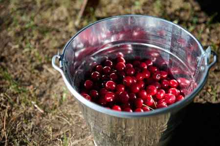 Fresh harvest of organic ripe mature sour cherries in a metal galvanized bucket in orchard. Harvesting cherry berries in the springtime. Close-up. Copy advertising spaceの写真素材
