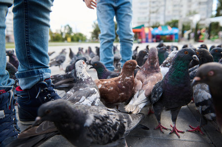 Close-up legs of kids standing on the city square between flock of rock pigeons crowding the street and feeding with discarded food and bird seeds. Children feeding feral doves during family outingの写真素材