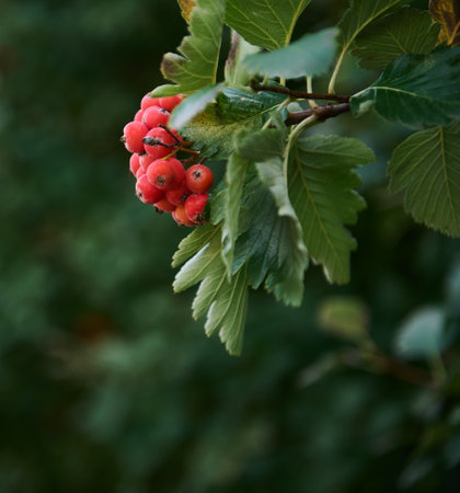 Close-up. Still life of a bunch of red rowan hanging on a tree branch. Plants and nature. Close-upの写真素材