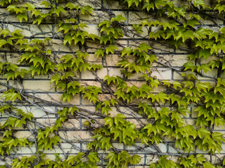 Horizontal shot of external view of a stone fence overgrown with wild grapes plant. Courtyard with vertical garden. A brick wall is full of vegetation green color. Background. Plants. Still lifeの写真素材