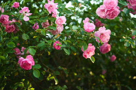 Blooming rose bush in the garden. The concept of floriculture, horticulture and gardening. Floral background. Exterior design, landscaping and mansion yard maintenance. Copy ad space. Wallpaperの写真素材