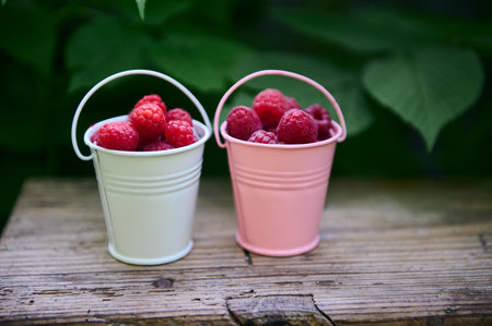 Still life. Close-up two small metal colorful buckets with raspberries on a rustic wooden surface against the background of green leaves of a raspberry bush. Harvest time. Healthy eating. Eco farmingの写真素材