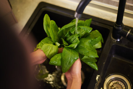 Healthy food, proper nutrition, slimming and dieting concept. Sustainable lifestyle. Organic food. Overhead view of woman washing fresh spinach leaves in the sink under flowing water. View from aboveの写真素材