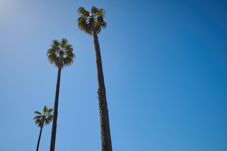 Palm trees over blue clear sky background. Copy ? spaceの写真素材