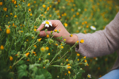 Closeup hands of female botanist pharmacist herbalist collects chamomile flowers, preparing...