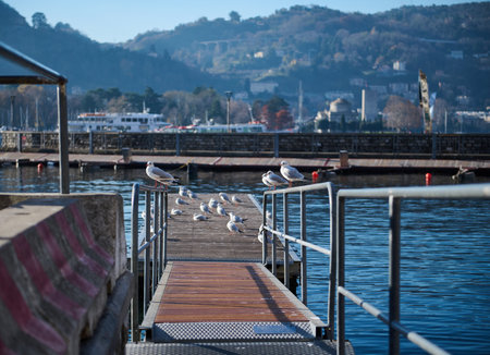 A row of beautiful seagulls sitting on the bridge over the background of moored boats on the marina of the lake of Como. People. Animals. Travel and tourism. Nature. Famous places in Italy, Lombardyの写真素材
