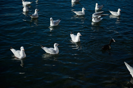 Beautiful birds swimming in the lake of Como. Lombardy. Italy. Animals theme. Animals in wildlife. Animals and natureの写真素材