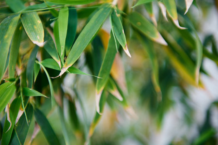 Close-up bamboo leaves. Botany. Tropical plantsの写真素材