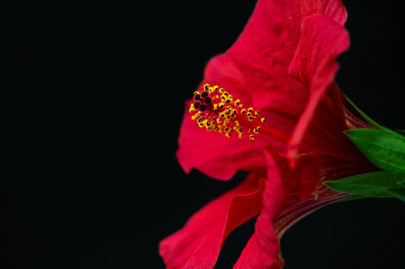 Close-up side macro shot of vibrant red hibiscus flower, Sudanese rose with yellow pollens, isolated over black background with free advertising space. Floral backdrop. Floriculture.の写真素材