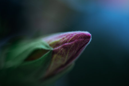 Macro shot of a closed bud of blooming red hibiscus flower of Sudanese rose aver green background. Floral background. Web bannerの写真素材