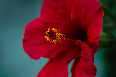 Macro photography of red hibiscus flower or Sudanese rose. Flowers backgroundの写真素材