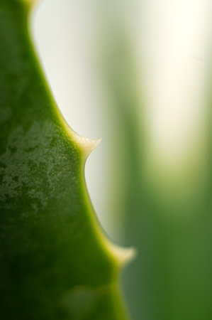Extreme close-up of green succulent leaf of aloe vera flower exotic tropical plant with texture, isolated white background.の写真素材