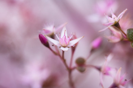 Floral background. Beautiful pink flower in the spring in the backyard.の写真素材