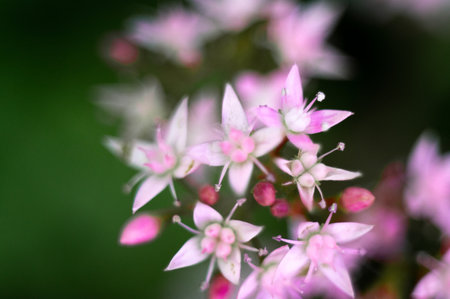 Floral background. Beautiful pink flower in the spring in the backyard against green background.の写真素材