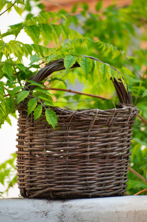 A wicker basket in the backyard garden with branch with green leaves on the foreground. Gardening conceptの写真素材