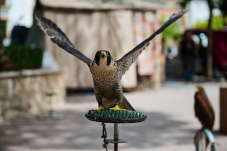 Close-up of a peregrine falcon with wings spread wide, perched on a stand in an outdoor setting. Background shows defocused surroundings.の写真素材