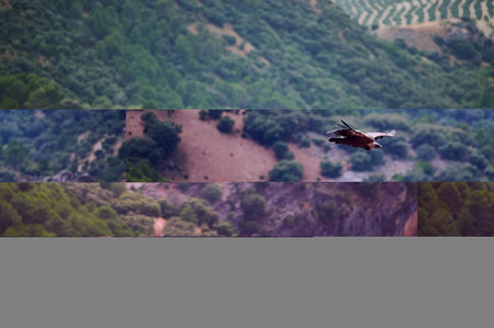 A hawk gracefully flies over a lush forested hillside, showcasing the beauty of wildlife in nature.