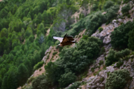 An eagle flies gracefully over a scenic landscape with lush forest and rocky terrain.