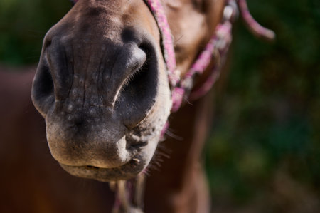 A detailed close-up photograph of a horse's muzzle with focus on its nostrils, captured outdoors. The natural lighting emphasizes texture and contrast, adding a rustic and organic feel to the image.の写真素材