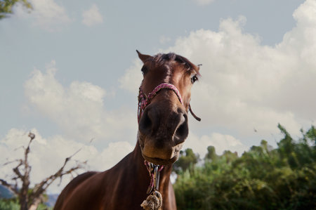 A detailed view of a friendly horse's face framed against a backdrop of summer sky.の写真素材
