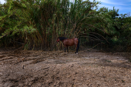 A brown horse with a red halter stands near green vegetation in a rural setting, surrounded by natural light.の写真素材