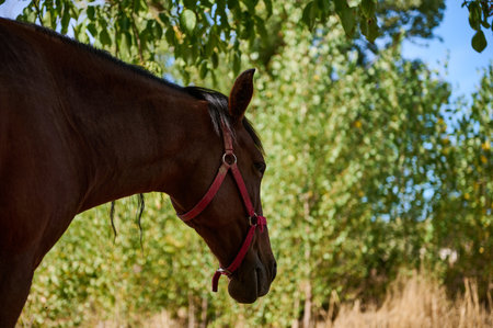 Close-up of a brown horse with a red harness, seen in a green forest setting.の写真素材