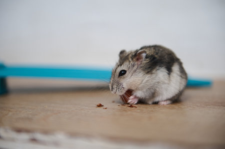 A cute and fluffy hamster enjoys a small snack while sitting on a wooden surface. A background featuring a blue object adds a simple yet vibrant touch to the scene.の写真素材
