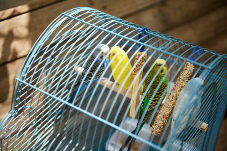 Brightly colored budgerigars perched inside a well-ventilated cage with seeds and swings symbolize companionship and a pleasant domestic atmosphere.の写真素材