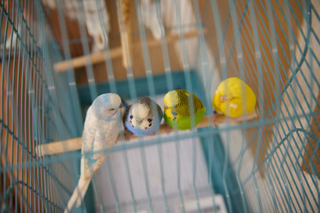 Four vibrant parakeets perched inside a birdcage, showcasing colorful plumage of yellow, green, and blue.の写真素材