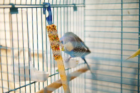 A vibrant parakeet is enjoying a seed stick inside a metallic and spacious birdcage on a sunny day.の写真素材