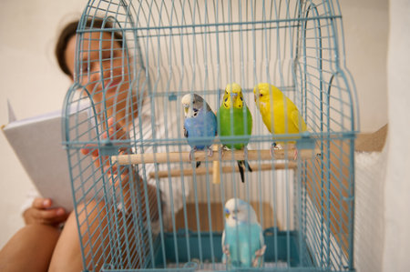 Colorful parakeets in a blue birdcage sit perched while a person reads in the background, creating a lovely tranquil atmosphere.の写真素材