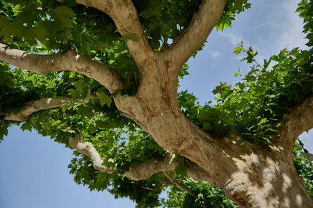 Branches of a serene tree stretch outwards with vibrant green foliage against a backdrop of a clear...
