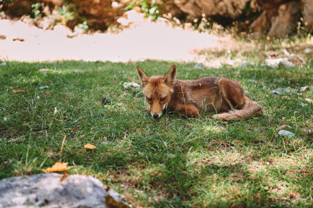 A serene image of a red fox lying on green grass. The scene is bathed in natural light, evoking a peaceful, harmonious atmosphere in a stunning outdoor setting.の写真素材