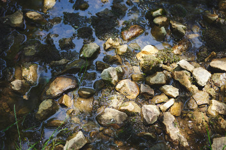 Pebbles are immersed in crystal-clear water, surrounded by patches of moss and faint grass, creating...