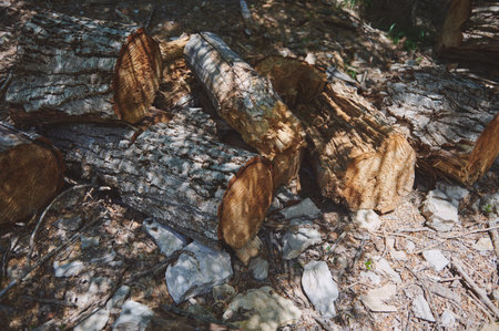 Pile of cut tree logs in a forest environment, showcasing natural textures, wood industry, rural...