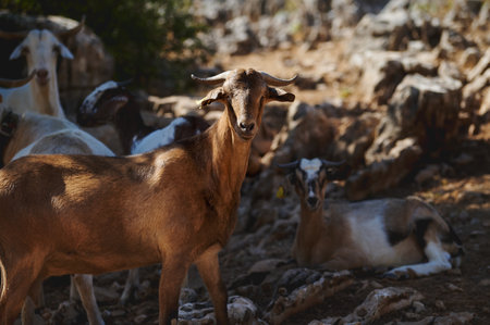 A brown goat stands alert while others rest in a sunlit, rocky environment, showcasing the natural habitat and behavior of these animals amidst serene wildlife surroundings.の写真素材