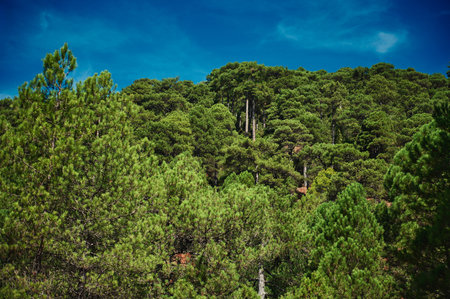 Dense pine forest under a clear blue sky. Rich greens, tranquil outdoors, vibrant nature scene perfect for travel, nature, and lifestyle visuals.の写真素材