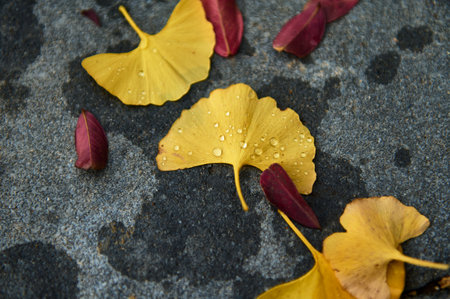Autumn leaves in bright yellow rest on a textured dark surface, dotted with dew. A calm,...