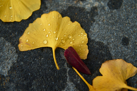 Macro shot of vivid yellow ginkgo leaves on a dark textured surface, speckled with water droplets. A deep red petal adds contrast, capturing autumn colors and natural detail.の写真素材