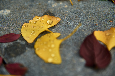 Close-up of golden ginkgo leaves with water droplets resting on a textured gray surface, scattered with burgundy leaves. A serene autumn scene.の写真素材