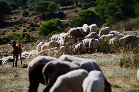 A flock of sheep crowd together on a dry hillside as a small brown guard dog stands nearby, with...