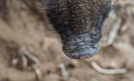 Nose of wild boar  in forest . Wildlife in natural habitat.の写真素材