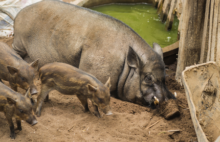 Wild boar with young in farm and looking at camera. Wildlife in natural habitat.の写真素材