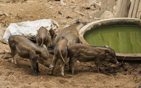 Young wild boar walking in farm on foggy morning . Wildlife in natural habitat.の写真素材